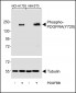 Phospho-PDGFRA Antibody (Y720)